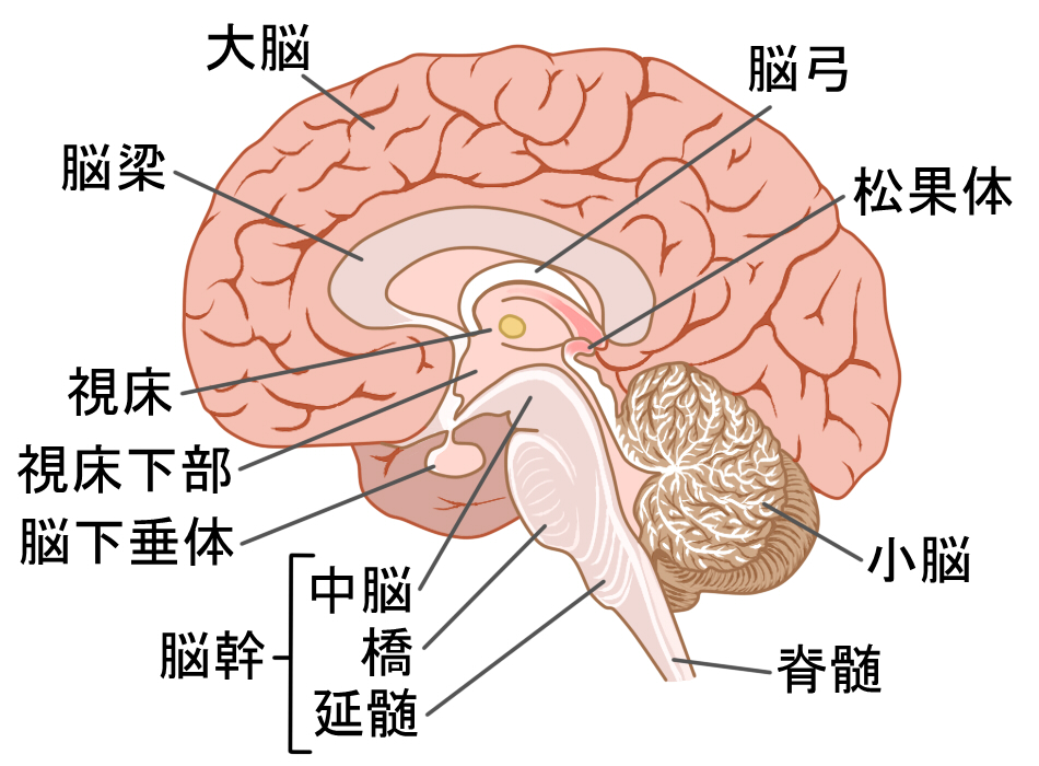 下垂体