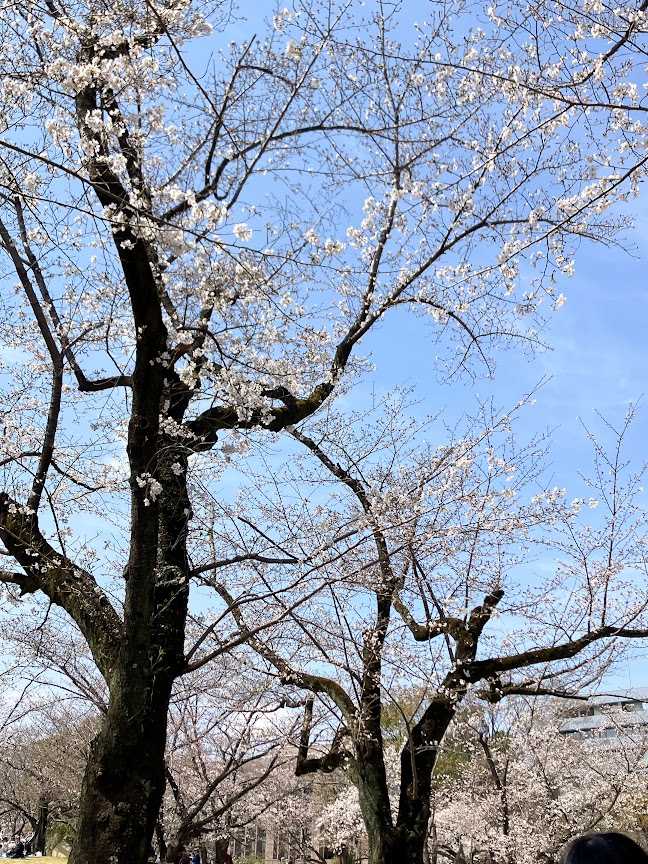 お花見